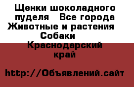 Щенки шоколадного пуделя - Все города Животные и растения » Собаки   . Краснодарский край